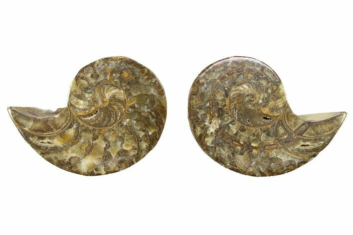 Jurassic Nautilus (Cymatoceras) Fossil Pair - Madagascar #282704